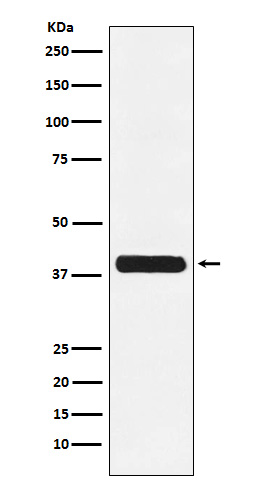 Rabbit Polyclonal Antibody to Glycophorin C