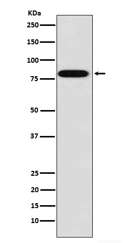 Rabbit Polyclonal Antibody to ZYX