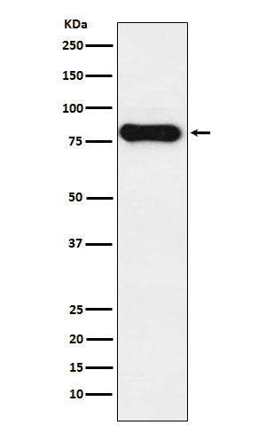 Rabbit Polyclonal Antibody to Human IgD