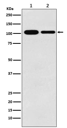 Rabbit Polyclonal Antibody to MCM3