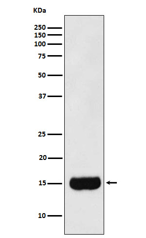 Rabbit Polyclonal Antibody to Prostate Secretory Protein