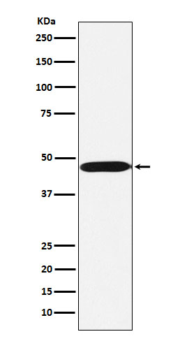 Rabbit Polyclonal Antibody to ACTL6A
