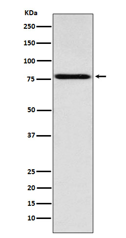 Rabbit Polyclonal Antibody to Coilin