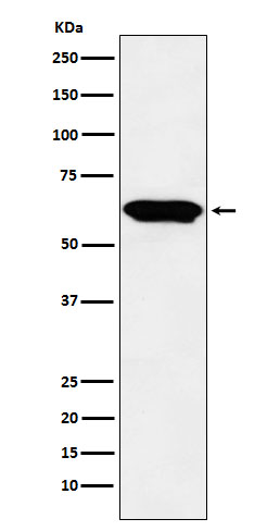 Rabbit Polyclonal Antibody to E2F4