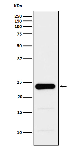 Rabbit Polyclonal Antibody to GST3