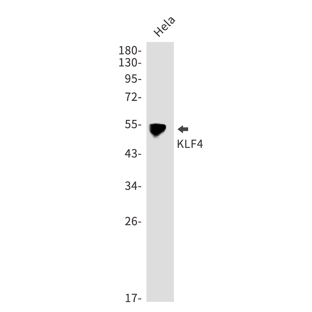 Rabbit Polyclonal Antibody to KLF4