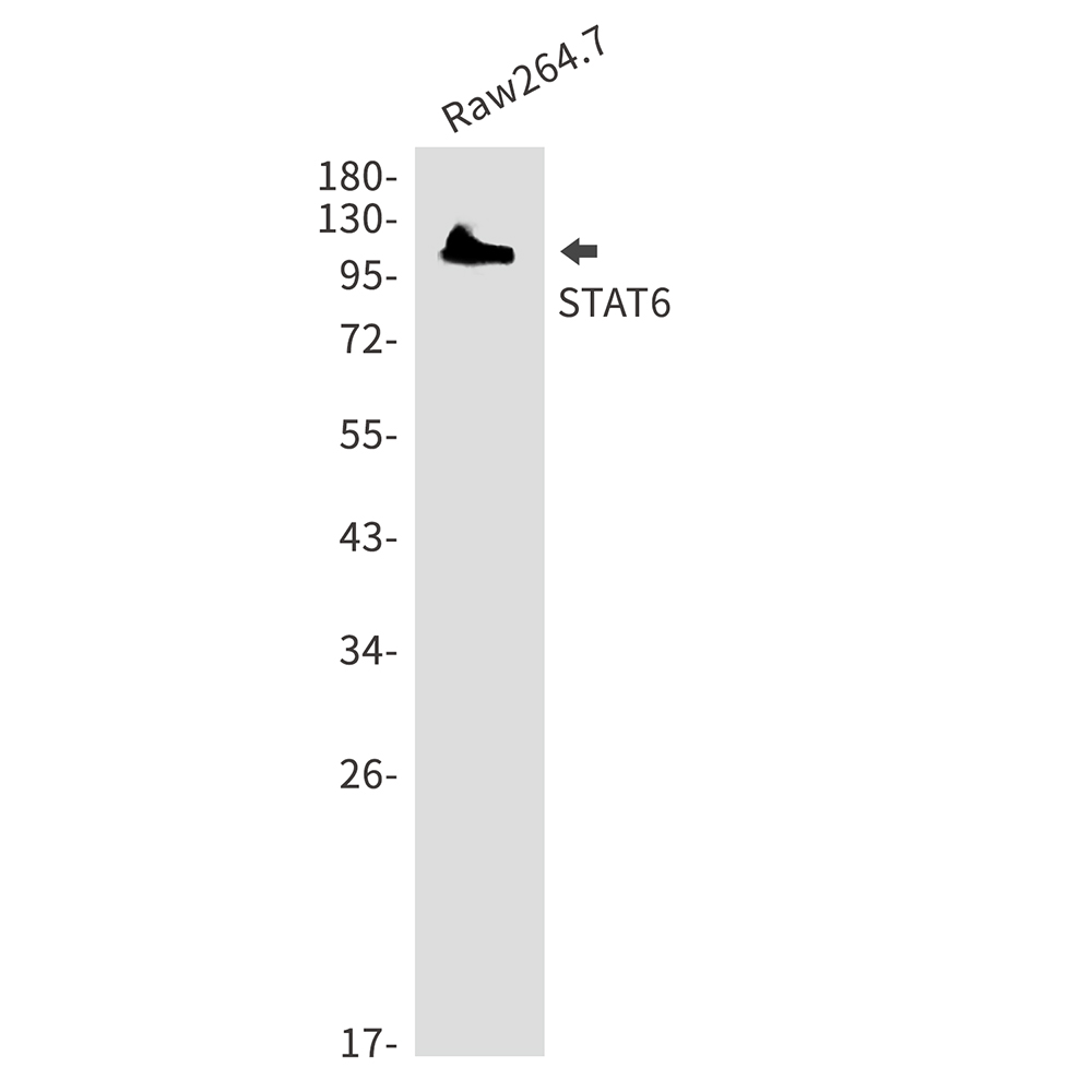 Rabbit Polyclonal Antibody to STAT6