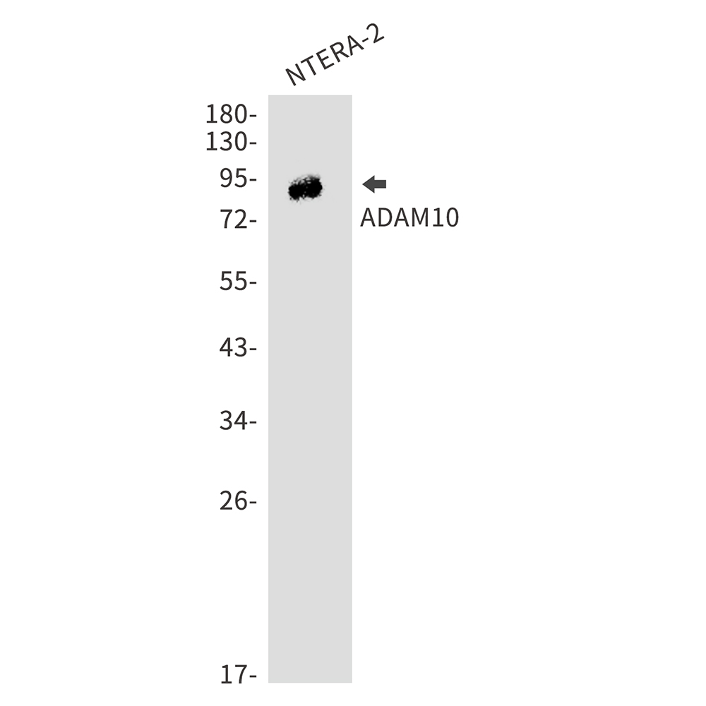 Rabbit Polyclonal Antibody to ADAM10