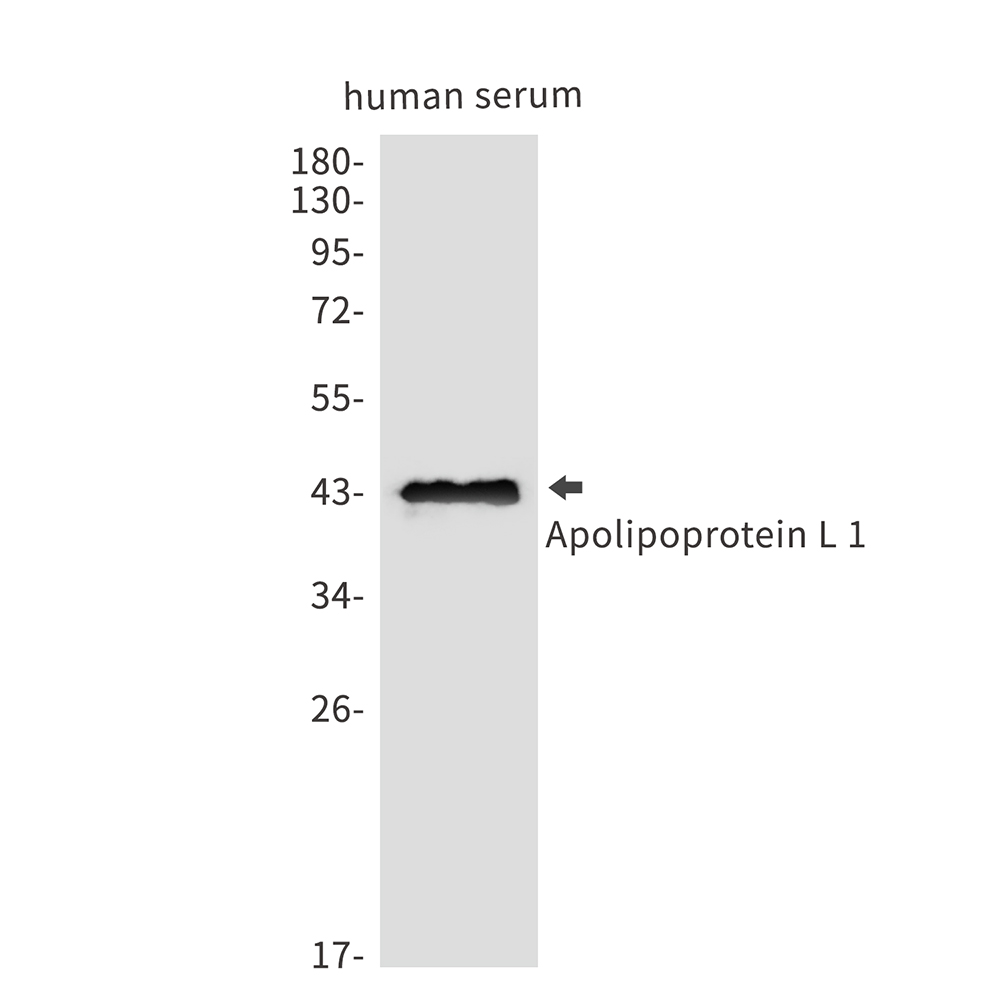 Rabbit Polyclonal Antibody to ApoL1