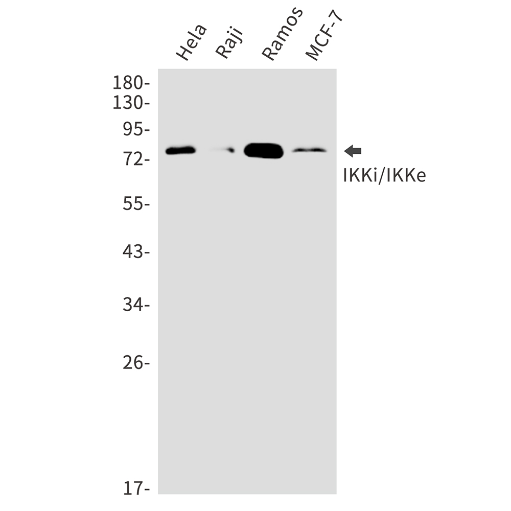 Rabbit Polyclonal Antibody to IKK epsilon