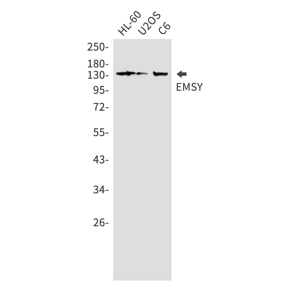 Rabbit Polyclonal Antibody to EMSY
