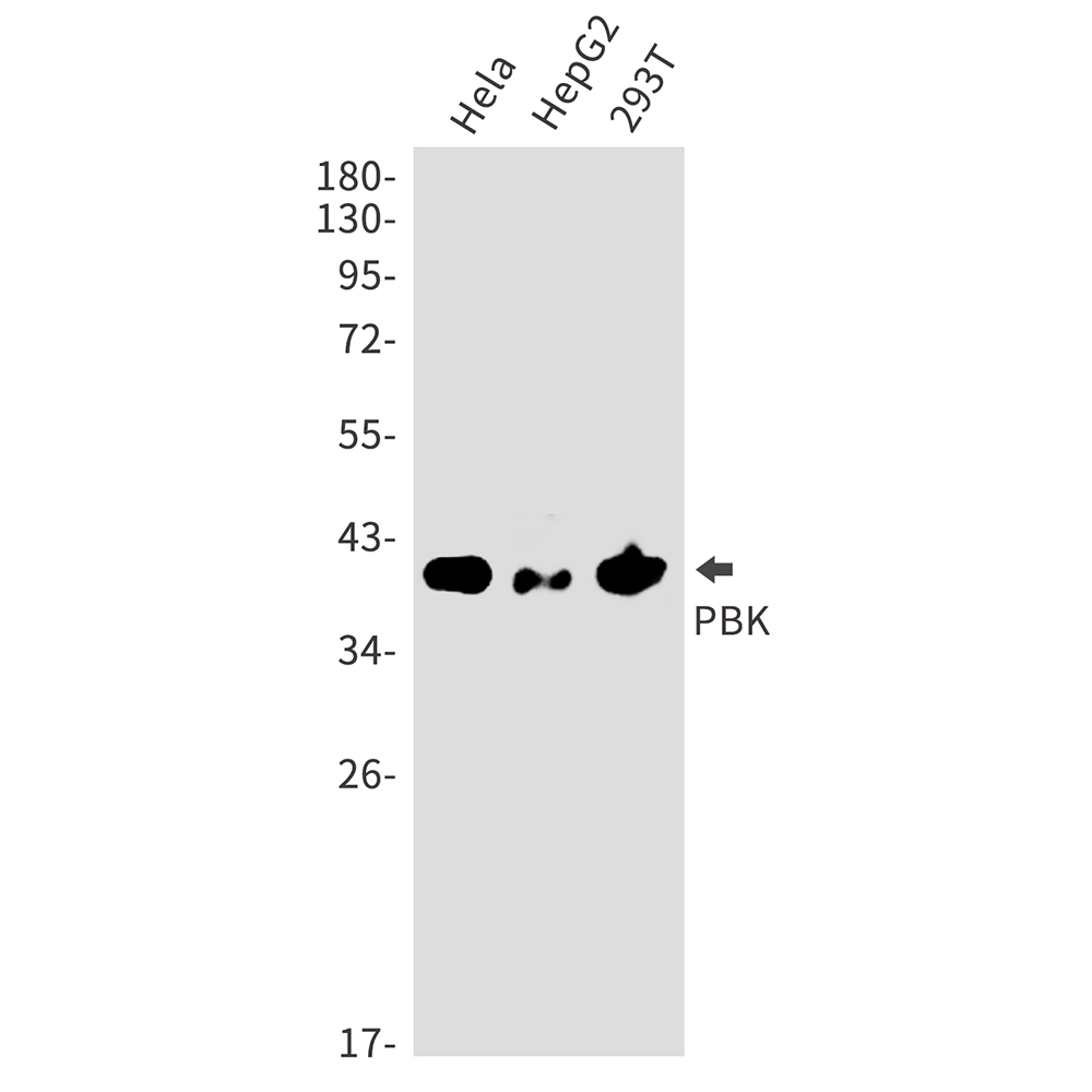Rabbit Polyclonal Antibody to PBK