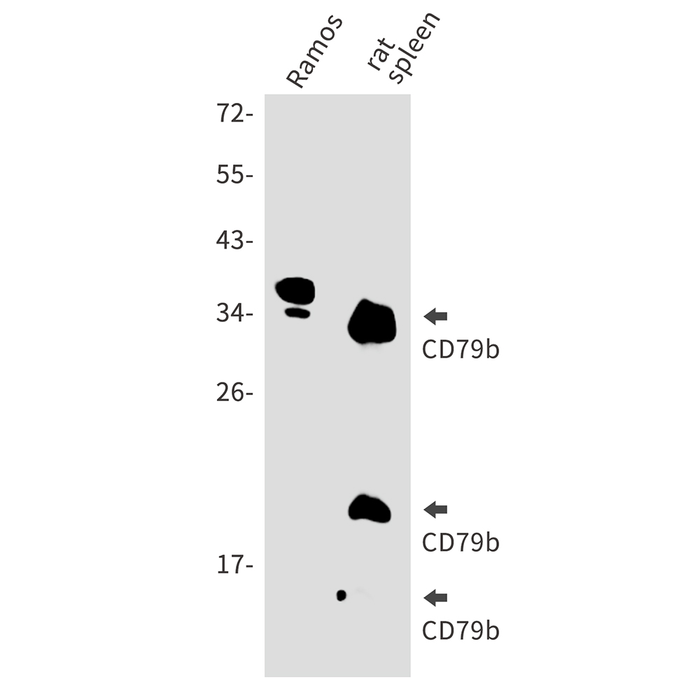 Rabbit Polyclonal Antibody to CD79B