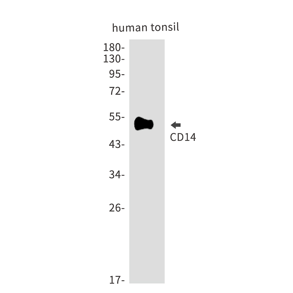 Rabbit Polyclonal Antibody to CD14
