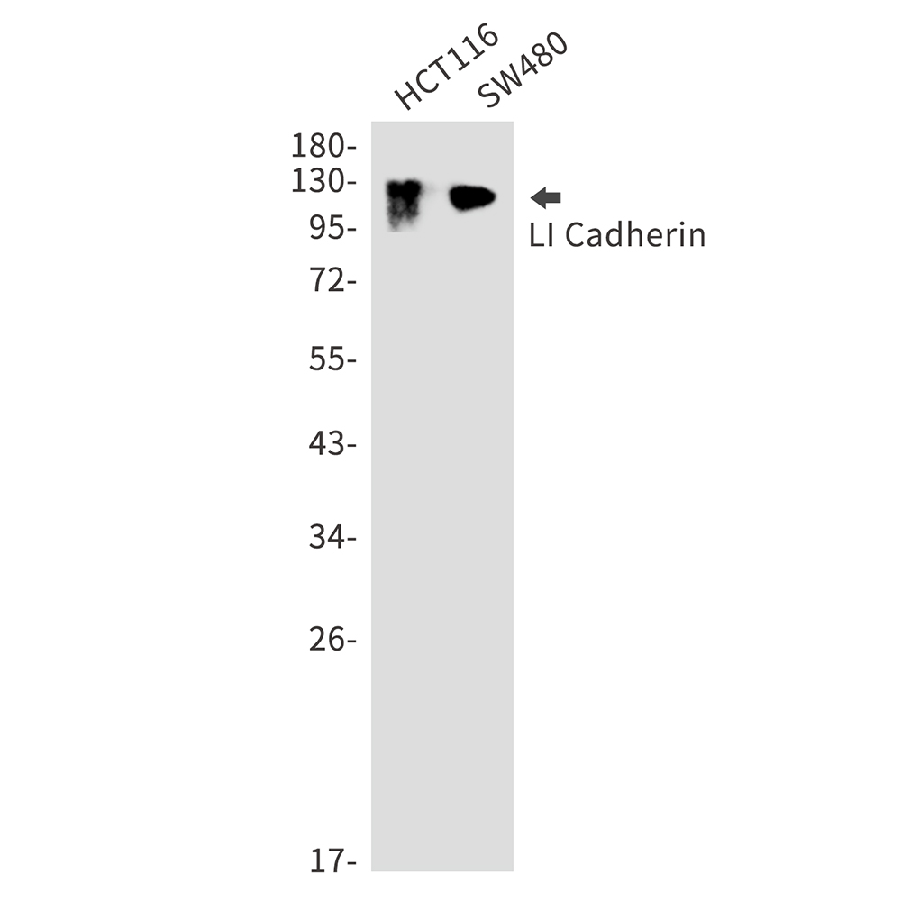Rabbit Polyclonal Antibody to LI Cadherin