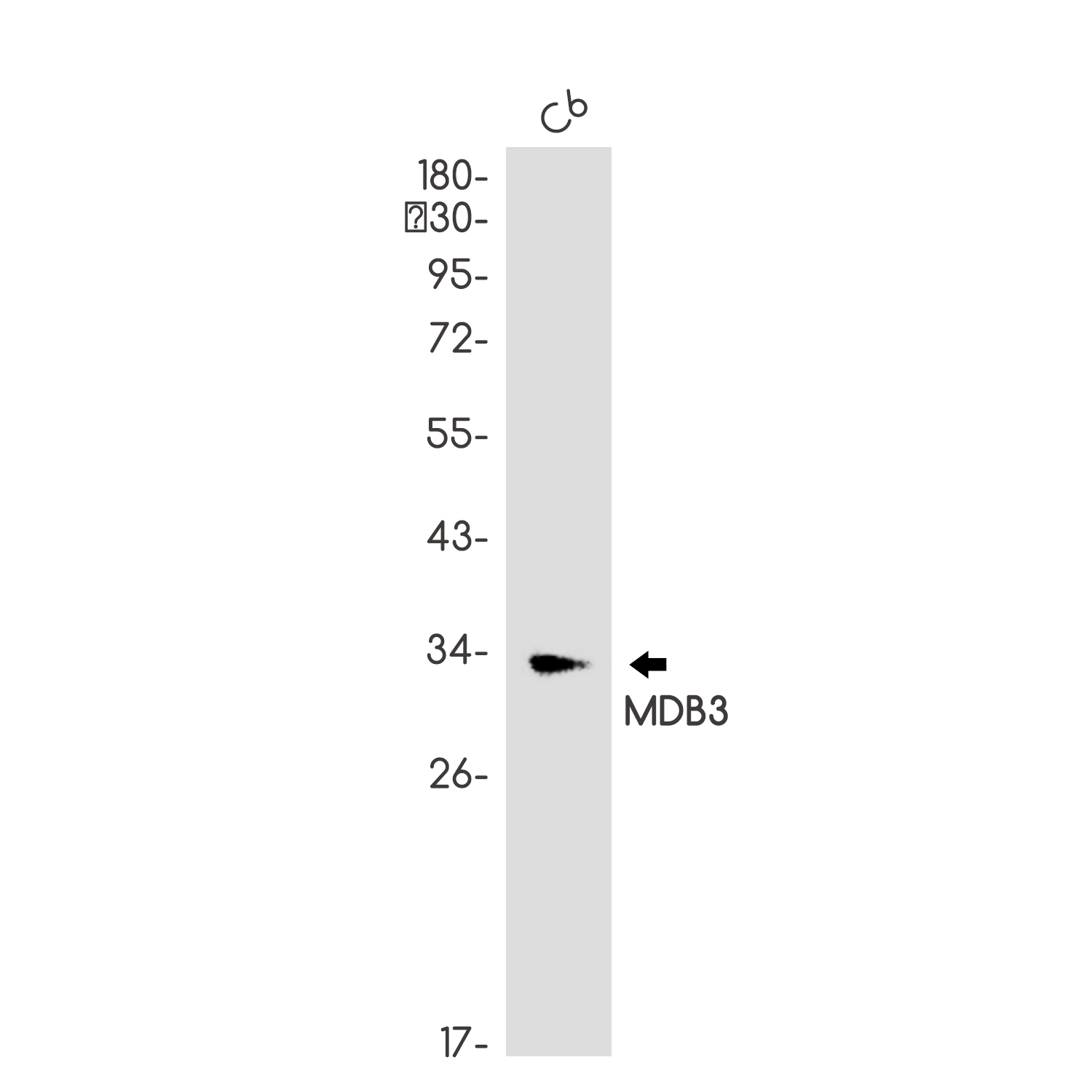 Rabbit Polyclonal Antibody to MDB3