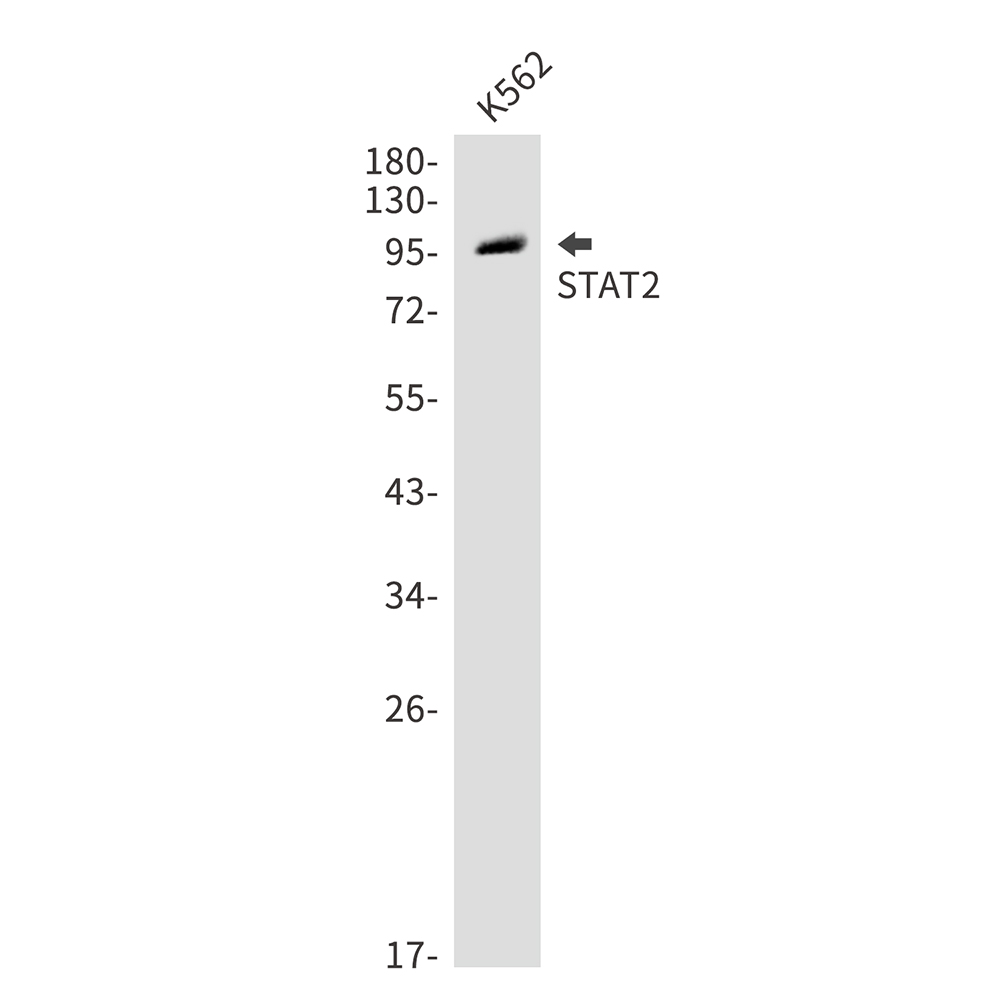 Rabbit Polyclonal Antibody to STAT2