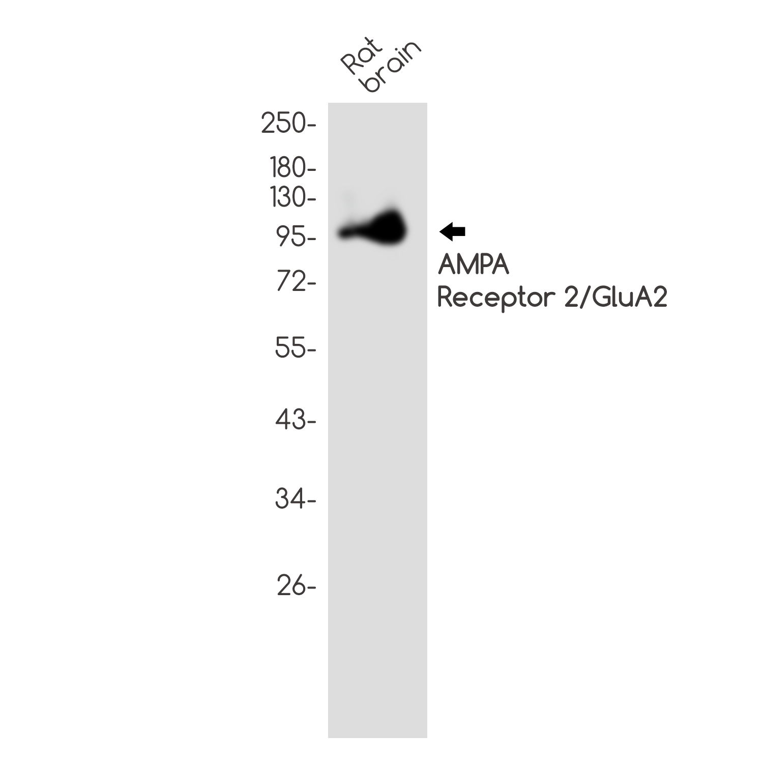 Rabbit Polyclonal Antibody to AMPA Receptor 2