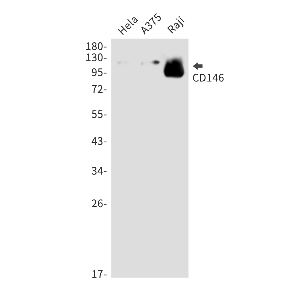 Rabbit Polyclonal Antibody to CD146