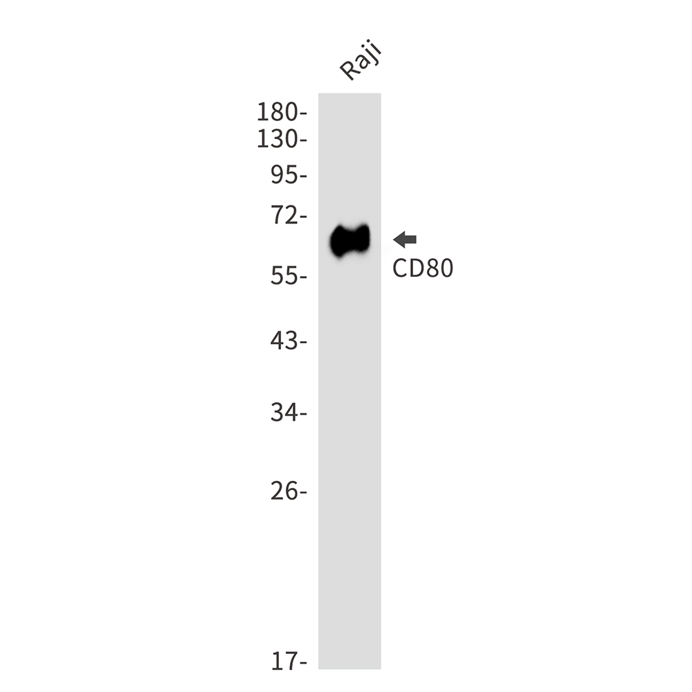 Rabbit Polyclonal Antibody to CD80