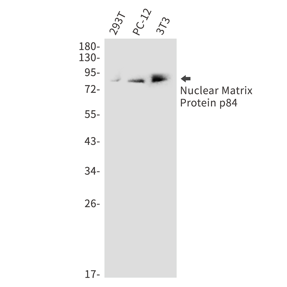 Rabbit Polyclonal Antibody to THO Complex Subunit 1