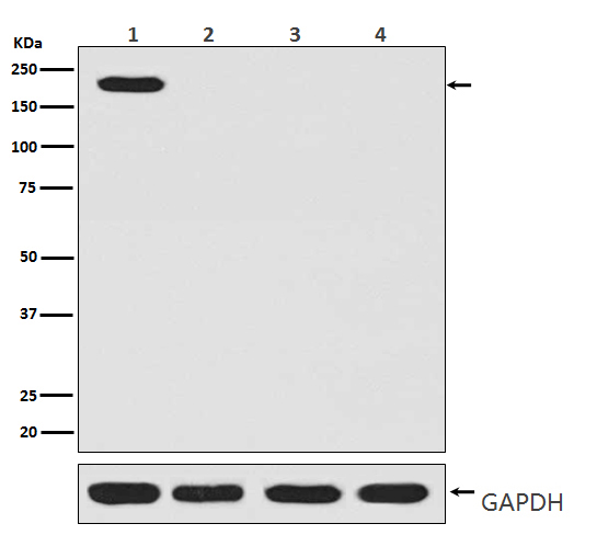 Rabbit Polyclonal Antibody to CRISPR Cas9 SP