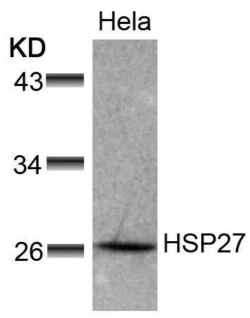 Rabbit Polyclonal Antibody to Hsp27