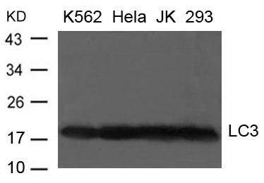 Rabbit Polyclonal Antibody to LC3A