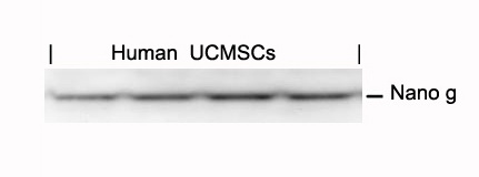 Rabbit Polyclonal Antibody to Nanog