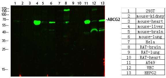Rabbit Polyclonal Antibody to ABCG2