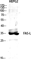 Rabbit Polyclonal Antibody to Fas Ligand