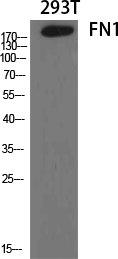 Rabbit Polyclonal Antibody to Fibronectin