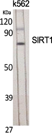 Rabbit Polyclonal Antibody to SIRT1