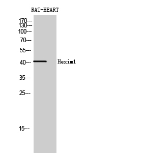 Rabbit Polyclonal Antibody to HEXIM1