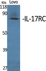 Rabbit Polyclonal Antibody to IL-17 Receptor C