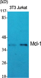Rabbit Polyclonal Antibody to MCL1