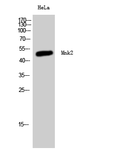 Rabbit Polyclonal Antibody to MKNK2