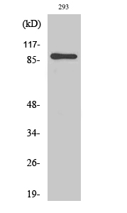 Rabbit Polyclonal Antibody to MSK1