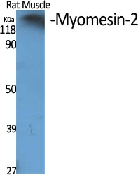 Rabbit Polyclonal Antibody to Myomesin 2