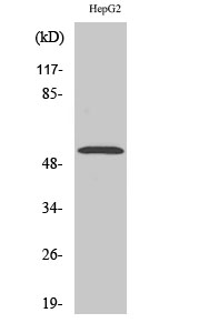 Rabbit Polyclonal Antibody to PKNOX2