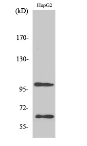 Rabbit Polyclonal Antibody to SIRP alpha