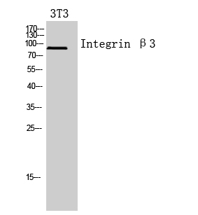 Rabbit Polyclonal Antibody to Integrin beta 3