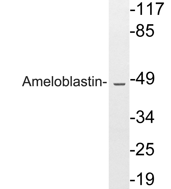 Rabbit Polyclonal Antibody to AMBN