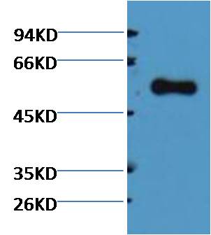 Rabbit Polyclonal Antibody to Alliinase