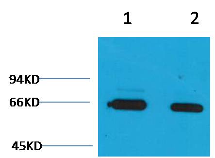Rabbit Polyclonal Antibody to Bovine Serum Albumin