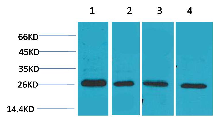Rabbit Polyclonal Antibody to SNAI2