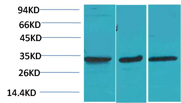 Rabbit Polyclonal Antibody to CACNG3