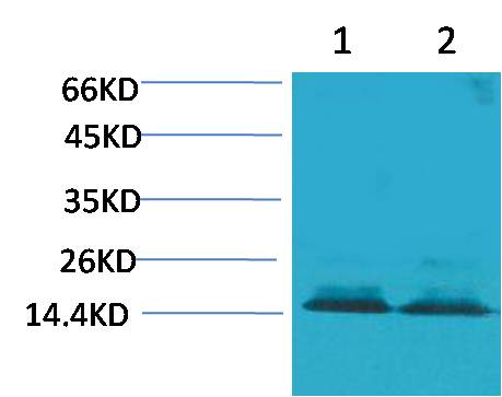 Rabbit Polyclonal Antibody to Histone H3 (Citruline R2+R8+R17)