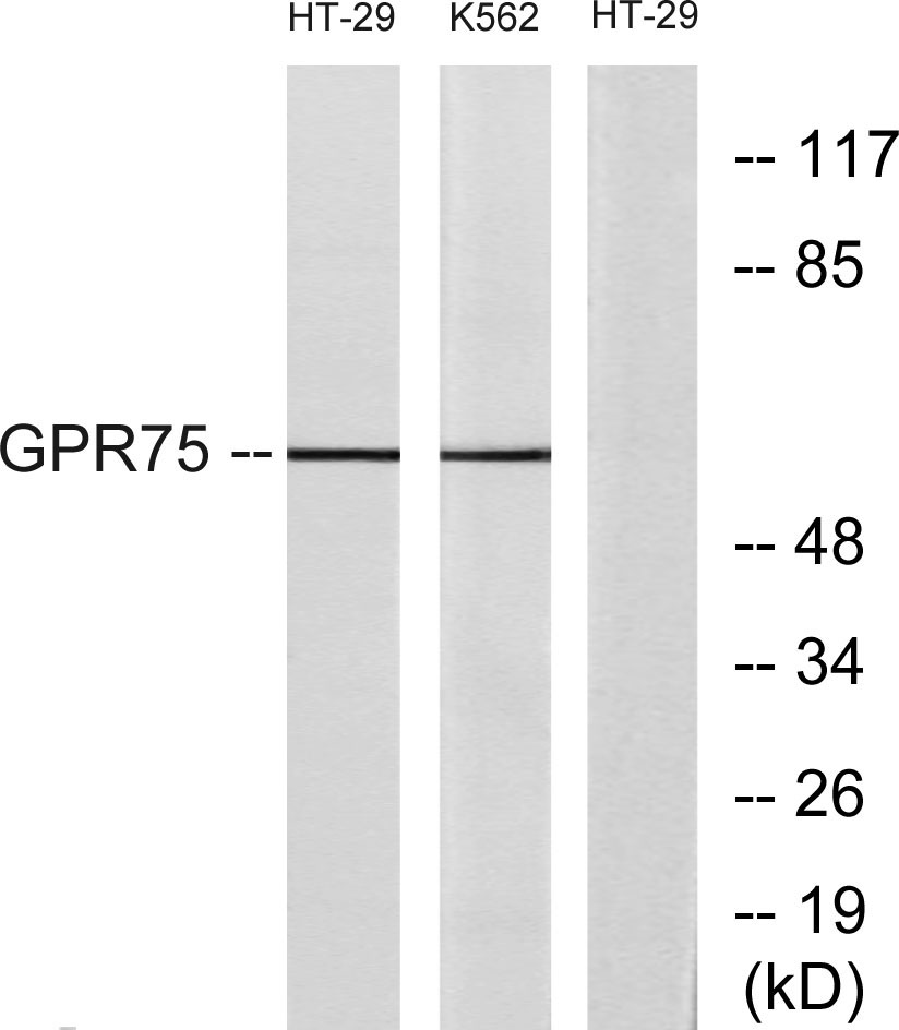 Rabbit Polyclonal Antibody to GPR75