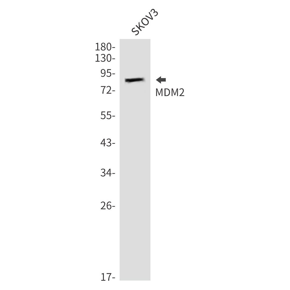 Rabbit Polyclonal Antibody to MDM2